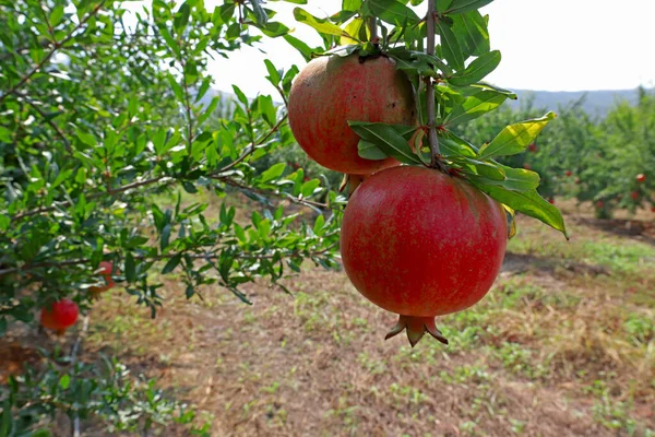 Nar bahçesi ve doğal kırmızı nar..