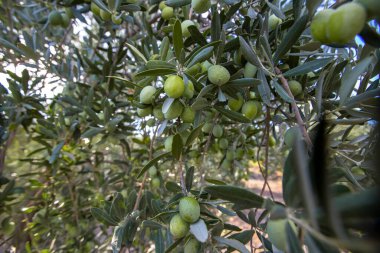 Zeytin ağacı ve doğal zeytin