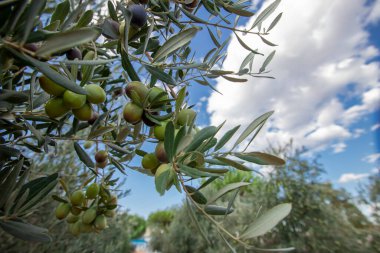 Zeytin ağacı ve doğal zeytin