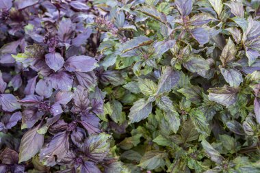 Salatalarda kullanılan güzel kokulu fesleğen.