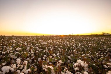 Gün batımında pamuk tarlası, günün son ışığında.