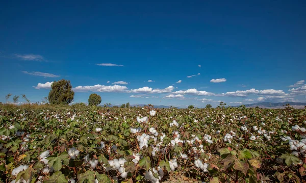 Cotton field in cloudy blue sky