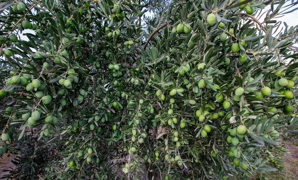 Olivos Aceitunas Naturales — Foto de Stock