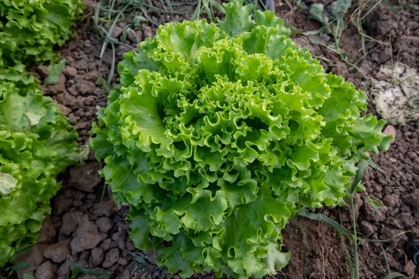 Fresh Curly Lettuce Greenhouse — Stock Photo, Image