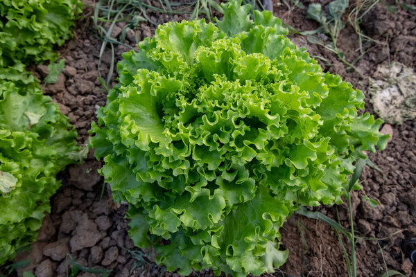 Fresh curly lettuce in the greenhouse
