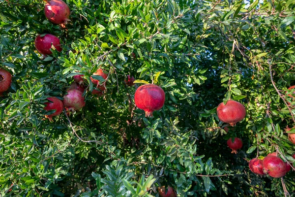 Pomegranate Trees Natural Red Pomegranates — Stock Photo, Image