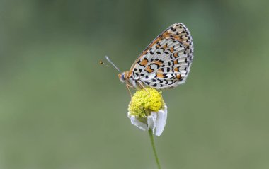 Spotted Iparhan butterfly (Melitaea didyma) on the plant clipart