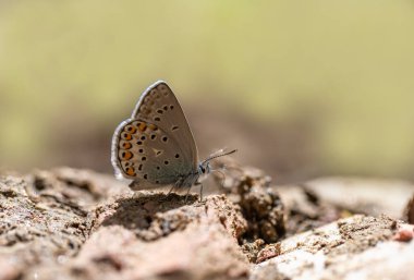 Anadolu Kahverengi Göz Kelebeği (Plabejus modicus) yerde mineral toplar
