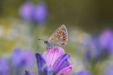Polyeyes Blue Butterfly (Polyommatus icarus) planı