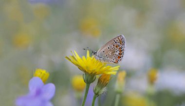Polyeyes Blue Butterfly (Polyommatus icarus) planı