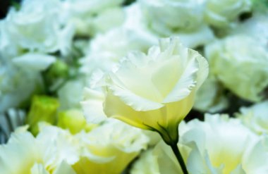 Eustoma russellianum çiçeğinin arka plan dokusu. Beyaz Lisianthus çiçeğine yakın çekim