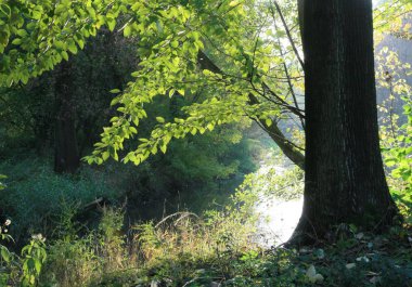 nehir kıyısında eski ağaç