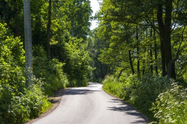ağaçlar ve çalılar arasında orman yolu