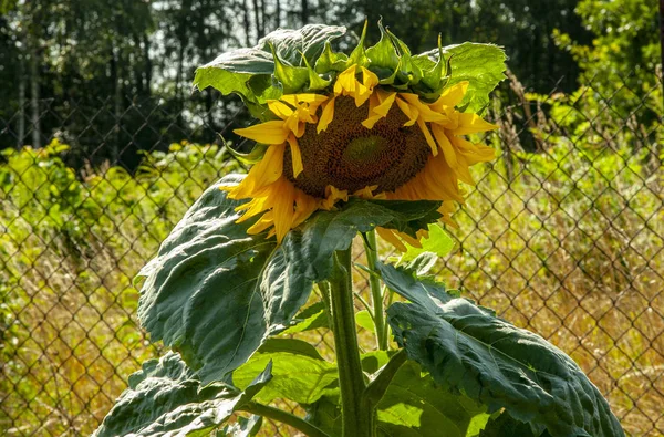 blooming sunflower in the rays of the summer sun