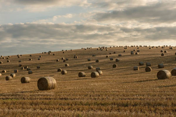 Halmbalar Den Vackra Naturen — Stockfoto