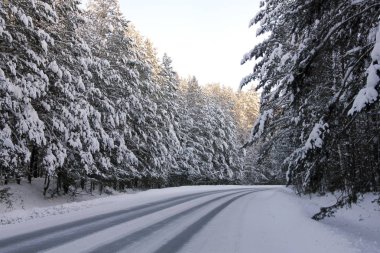 Kış, soğuk, yol, orman, iğne yapraklı orman, kar, dalları, ağaçlar