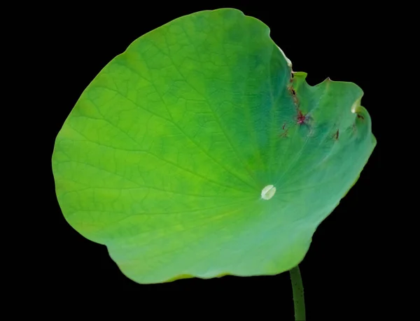 Lotus leaf on black background, a lotus leaf on black background, Chinese lotus leaf, can be modified later