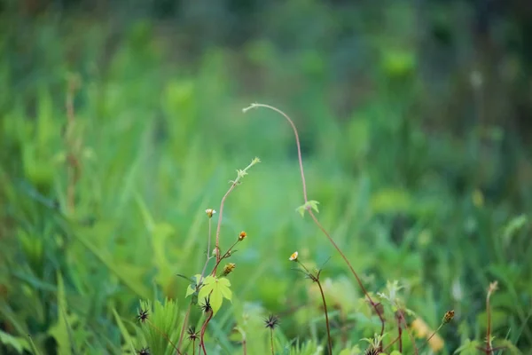 Αμπέλια Στο Γρασίδι Πράσινο Φόντο Πράσινα Φύλλα Φυτά Που Εκτείνονται — Φωτογραφία Αρχείου