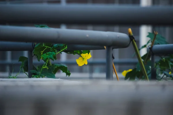 Rano Chwały Żółte Kwiaty Zielone Liście Pod Poręczami Budynku Pełnym — Zdjęcie stockowe