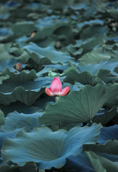 Summer lotus pond, many green lotus leaves, pink lotus, summer scenery, Chinese lotus