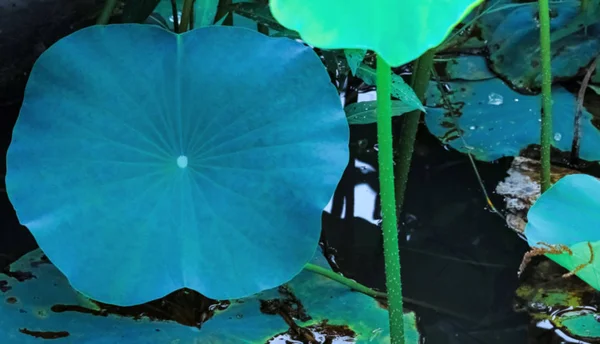 Lotus Gölet Açık Damarlarda Yeşil Arka Planda Yaprakları Yaz Bitkiler — Stok fotoğraf