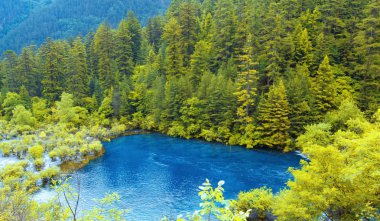 Jiuzhaigou'nun dibindeki göller ve ölü ağaçlar jiuzhaigou doğal alanının içindeki manzara. Ölü ağaçlar aşağıda kuru beyaz görünür ve su su bitkileri ile doludur.