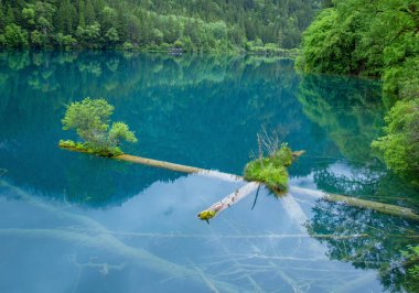 Jiuzhaigou sahne, Çin - Haziran 15, 2017: Bu Çin'in jiuzhaigou doğal alanda bulunan, Çin'de ünlü bir turistik yer.Çoğu bozulmamış. Gölün rengi doğanın rengidir..
