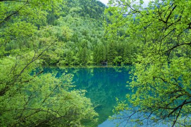 Jiuzhaigou sahne, Çin - Haziran 15, 2017: Bu Çin'in jiuzhaigou doğal alanda bulunan, Çin'de ünlü bir turistik yer.Çoğu bozulmamış. Gölün rengi doğanın rengidir..