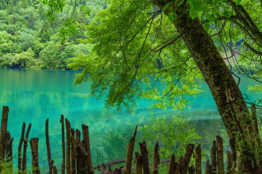 Jiuzhaigou göl ve orman ağaçları jiuzhaigou Çin'de ünlü bir doğal doğal noktadır.Kalın ormanlar ve bitki örtüsü vardır. Ayrıca çoğunlukla dağlarla çevrili farklı göller de vardır.