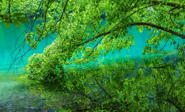 Jiuzhaigou göl ve orman ağaçları jiuzhaigou Çin'de ünlü bir doğal doğal noktadır.Kalın ormanlar ve bitki örtüsü vardır. Ayrıca çoğunlukla dağlarla çevrili farklı göller de vardır.