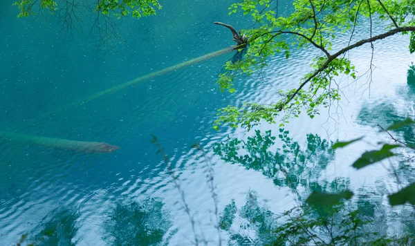 Jiuzhaigou göl ve orman ağaçları jiuzhaigou Çin'de ünlü bir doğal doğal noktadır.Kalın ormanlar ve bitki örtüsü vardır. Ayrıca çoğunlukla dağlarla çevrili farklı göller de vardır.