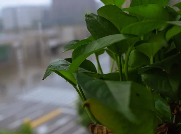 Plantas Junto Janela Chengdu Verão 2017 Janela Perto Estrada Uma — Fotografia de Stock