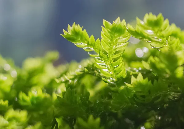 A close-up of a fern.Indoor - summer 2017: indoor potted plants.In the hot summer, green plants feel fresh.Green will have a cool feeling.Green ferns.Clear close-up of leaf and branch texture