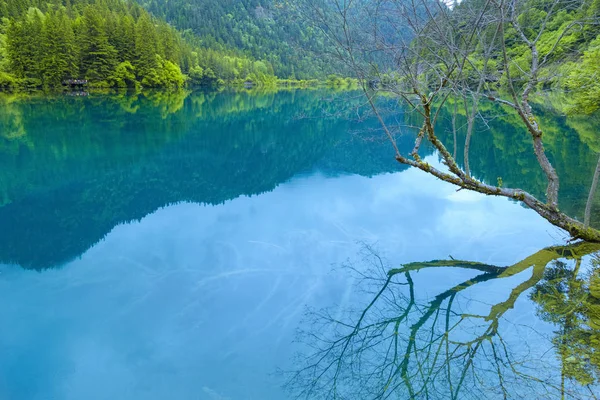 Lacs Branches Sèches Dans Les Montagnes Jiuzhaigou Lac Entouré Montagnes — Photo