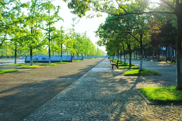 Üniversite kampüsünde sonbahar mevsiminde. Cadde ve yanındaki ağaçlar. Güneş ışığı ağaçların arasından süzülür. Güzel kampüs manzarası