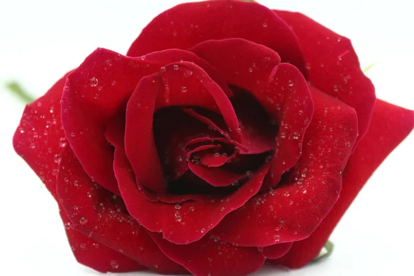 Красная Роза Капли Воды — стоковое фото