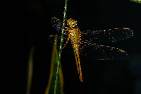 Macro Dragonfly Boom Gras Zwarte Achtergrond — Stockfoto