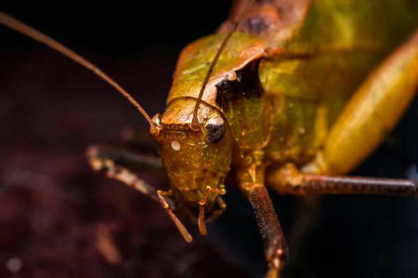 Macro Grasshopper Brown Leaf — Stock Photo, Image