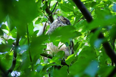 Ağaçtaki bir baykuş Yaprakların arasında