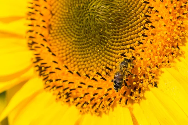 Die Biene sitzt an einem sonnigen Sommertag auf einer hellen Sonnenblume. Insektenleben, natürlicher Hintergrund — Stockfoto