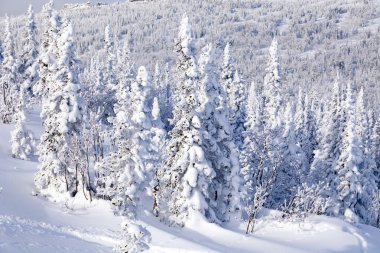 Üst dağ manzara panoramik manzaralı alansal görünümünden kış Vadisi, ağaçlar, tepeler ve dağlar karla kaplı tepeler. Kavram İsviçre Alpleri, Krasnaya Polyana, Soçi, Sheregesh, Avusturya