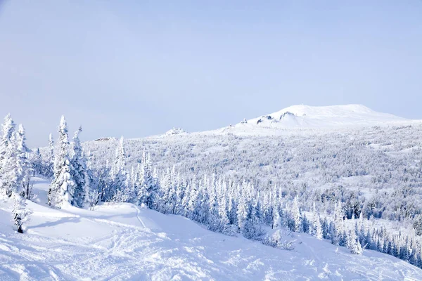 Üst dağ manzara panoramik manzaralı alansal görünümünden kış Vadisi, ağaçlar, tepeler ve dağlar karla kaplı tepeler. Kavram İsviçre Alpleri, Krasnaya Polyana, Soçi, Sheregesh, Avusturya