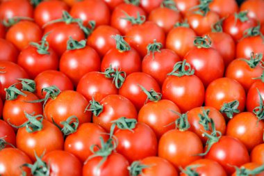 Yakın plan, çiftçi pazarında kutularda dağıtılmayı bekleyen taze kırmızı, olgun domatesler ve saplar var. Süpermarkette, markette sebze satma kavramı