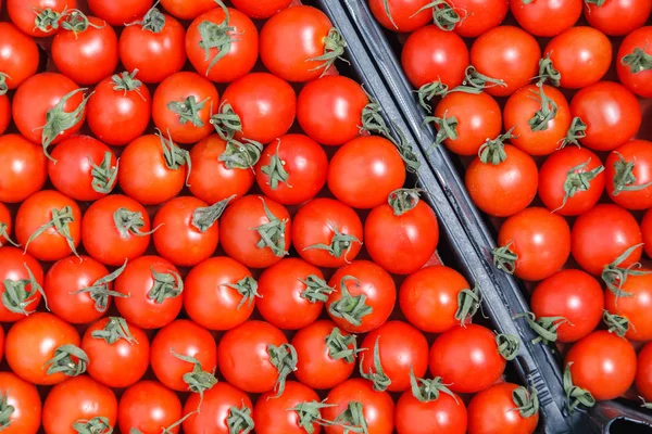 Fechar Muito Vermelho Tomates Cereja Maduros Juntamente Com Caules Estão — Fotografia de Stock