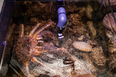 Restoran akvaryumtaze deniz ürünleri, büyük kamçatka yengeç, sc