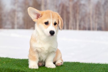 Çim üzerinde Sevimli kırmızı galce corgi pembroke köpek yavrusu, açık yürümek, 