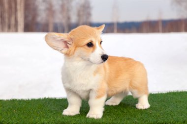 Çim üzerinde Sevimli kırmızı galce corgi pembroke köpek yavrusu, açık yürümek, 