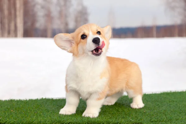 Aranyos piros walesi Corgi Pembroke kölyök a füvön, séta kültéri, — Stock Fotó