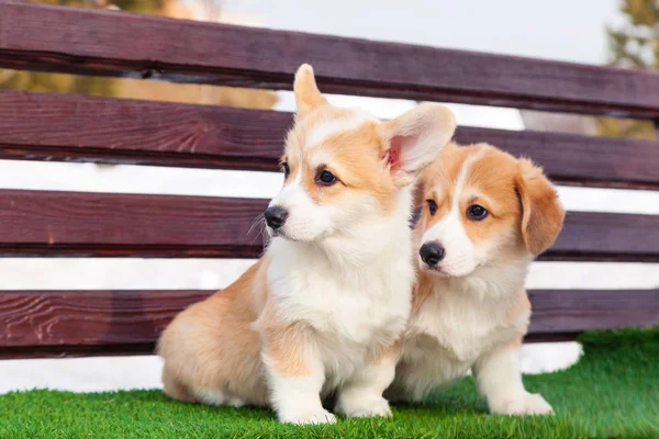 Cute red welsh corgi pembroke puppies on the grass, walk outdoor — Stock Photo, Image