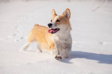 Yetişkin kırmızı galce corgi pembroke açık havada yürümek, koşmak, eğlenmek 